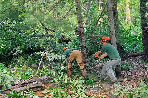 Best Tree Health Inspection  in Sun Prairie, WI